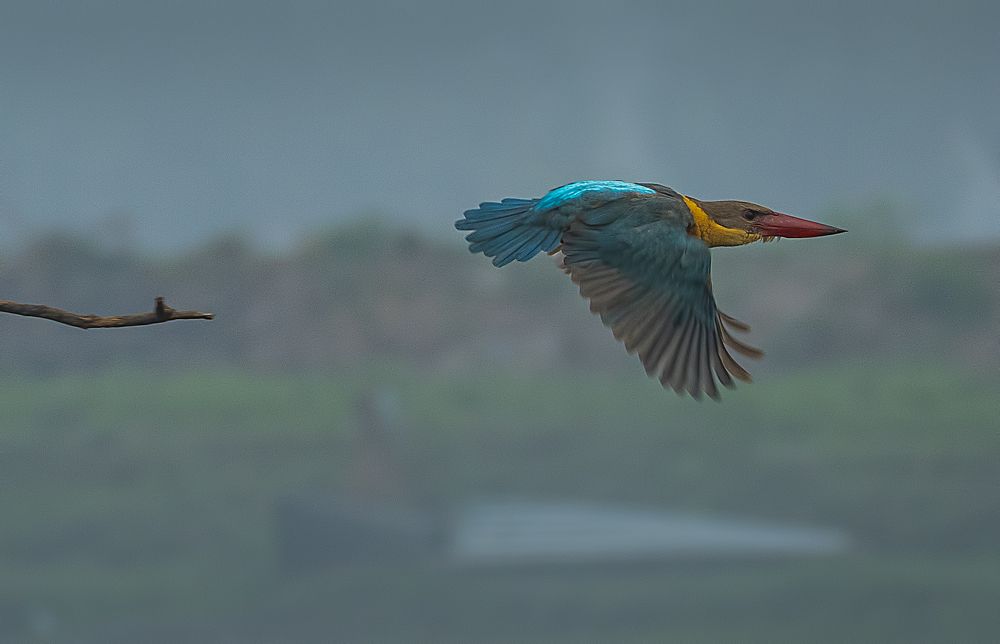 Photograph by Souvik Mukherjee