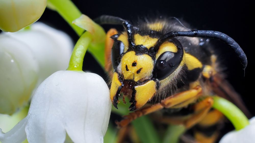 Photograph by Юрій Насанюк