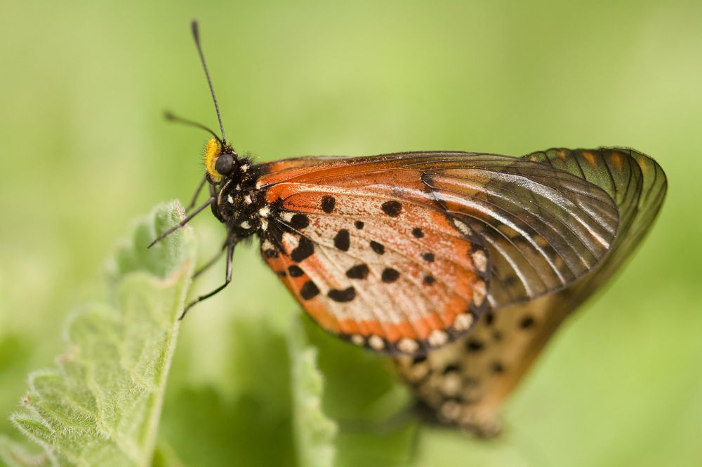 Photograph by Lian van den Heever