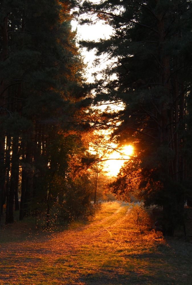 Forest in the village