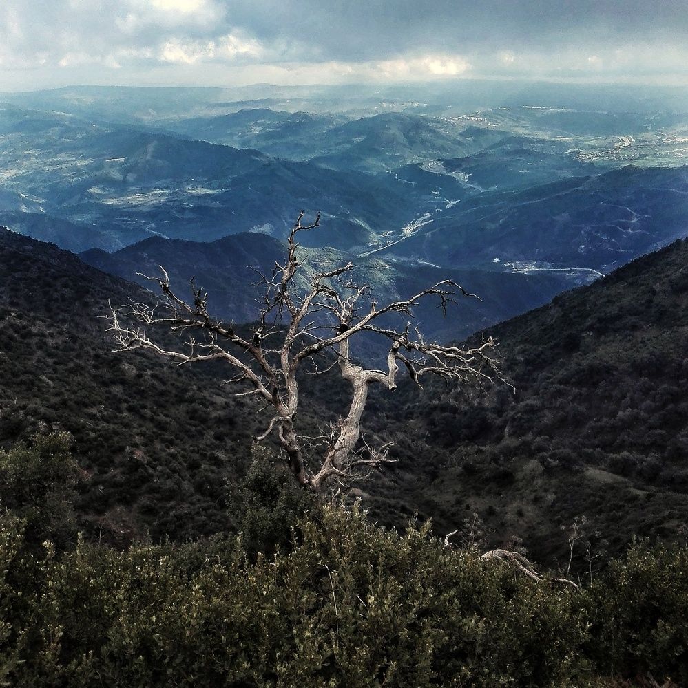 Dead but still standing.