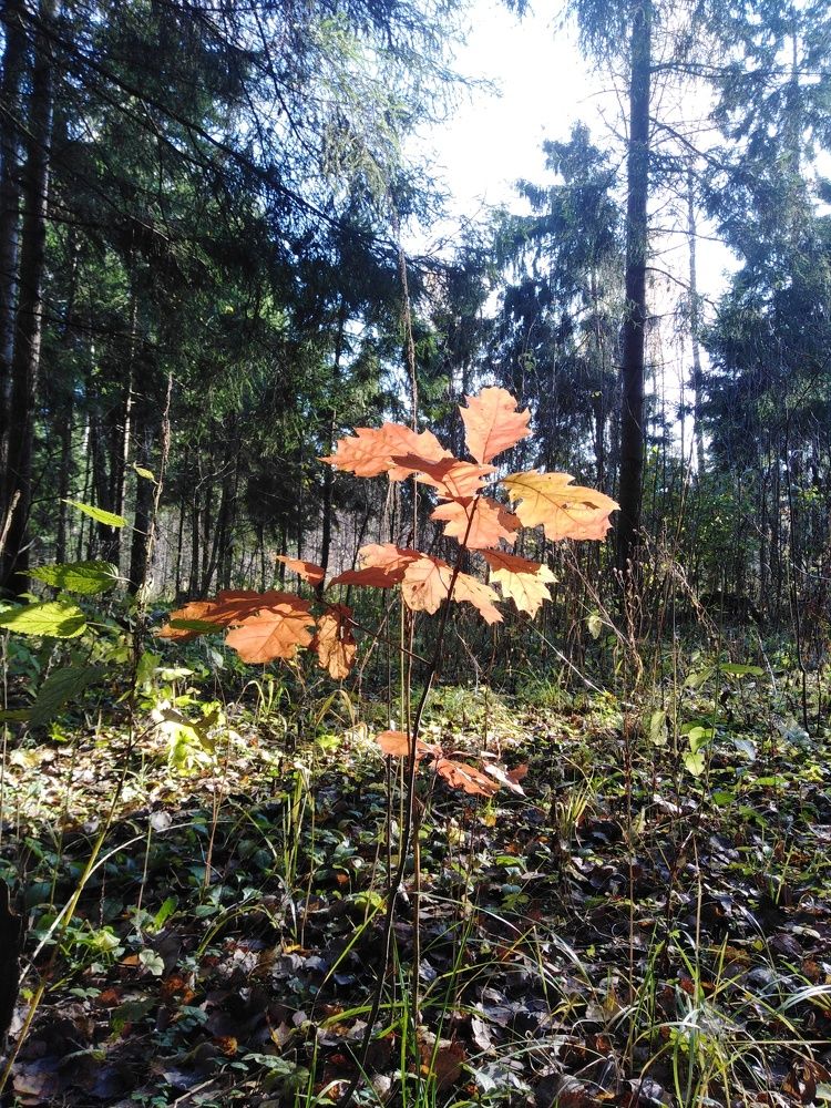 Photograph by Татьяна Ситникова