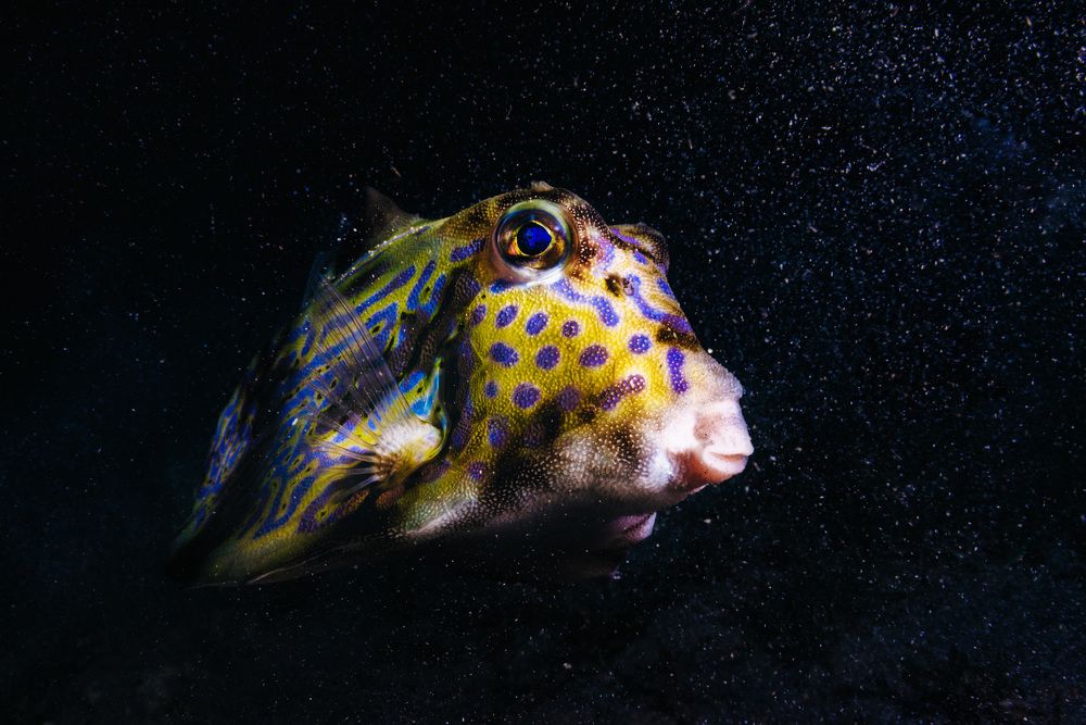 Фотография автора Евгения Кирпиченкова (Клипп)