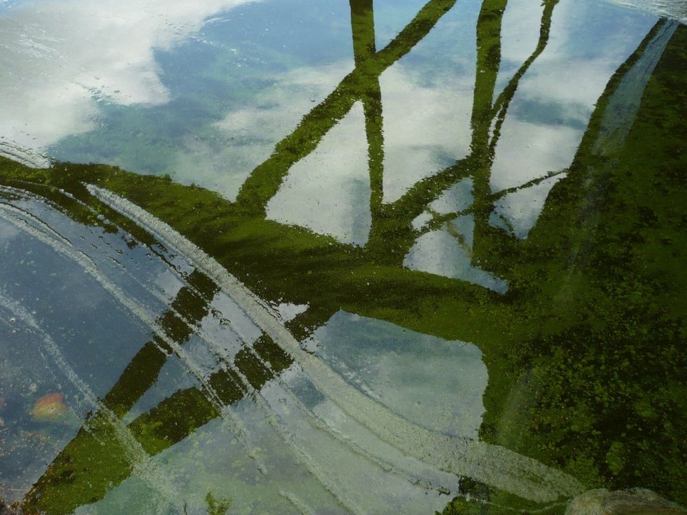 тень под причалом на цветущей воде