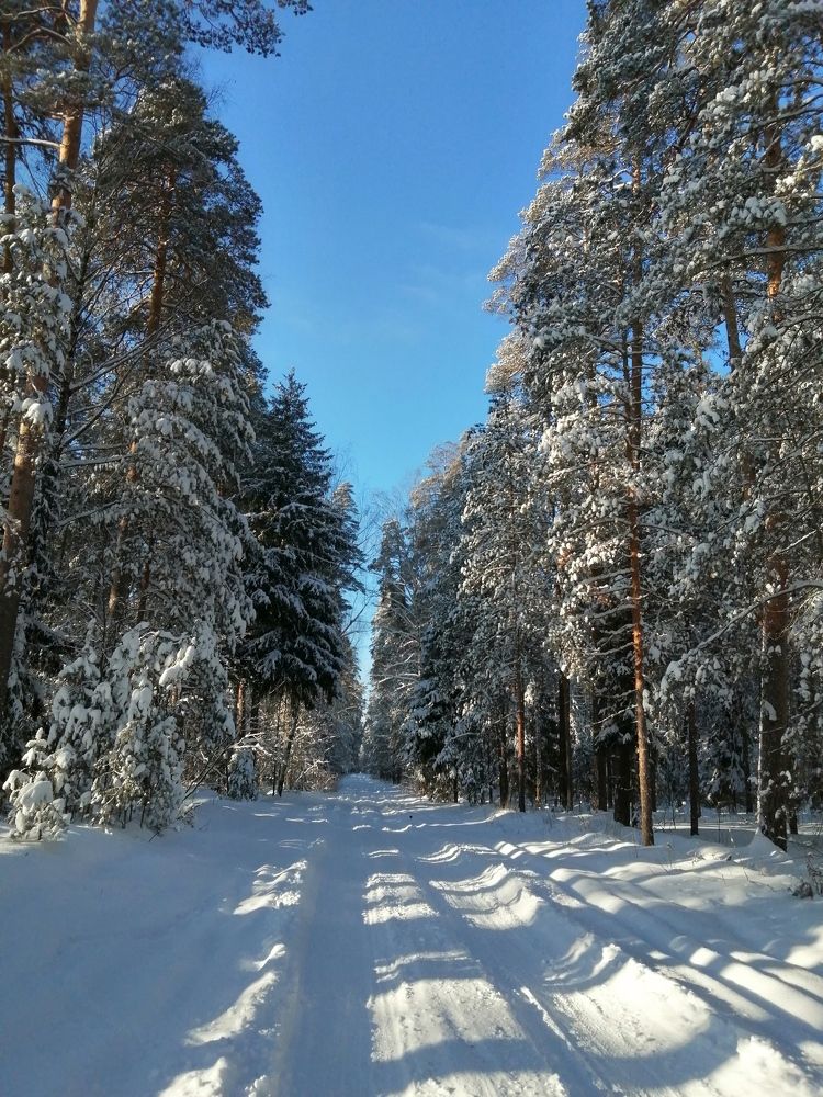 Зимняя прогулка