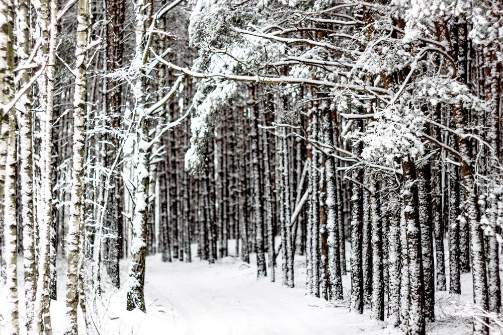 Photograph by Anna Suchcicka