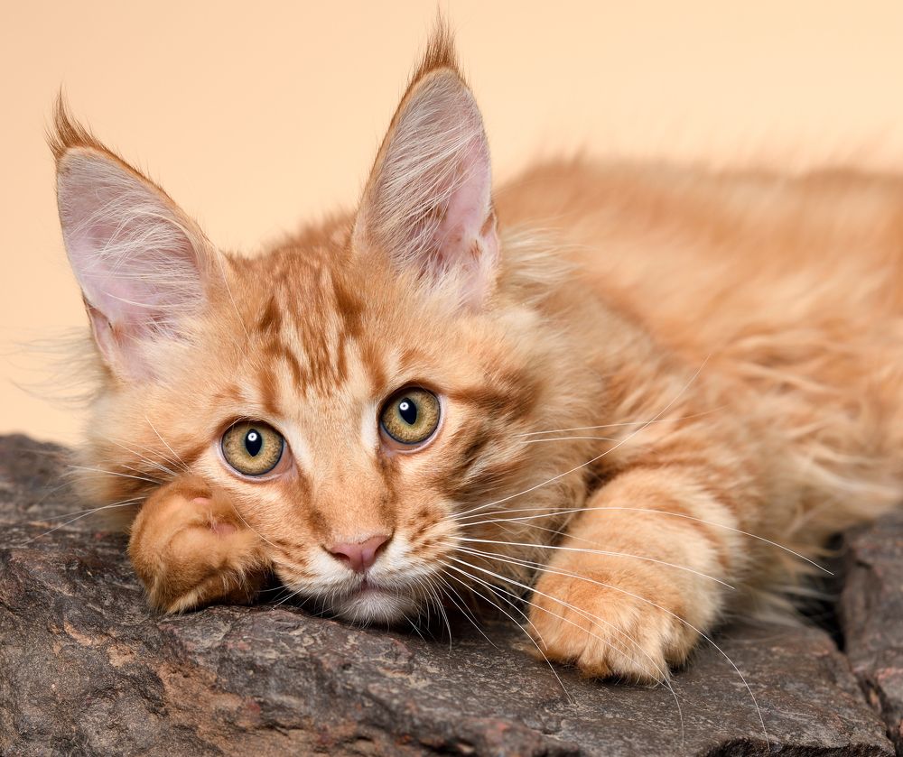 Ginger Maine Coon Cat Lying down on Black stones