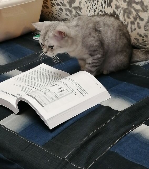 Кот Профессор