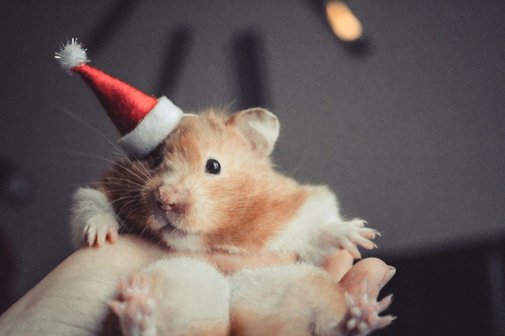 Photograph by Julia Dombrovskaia