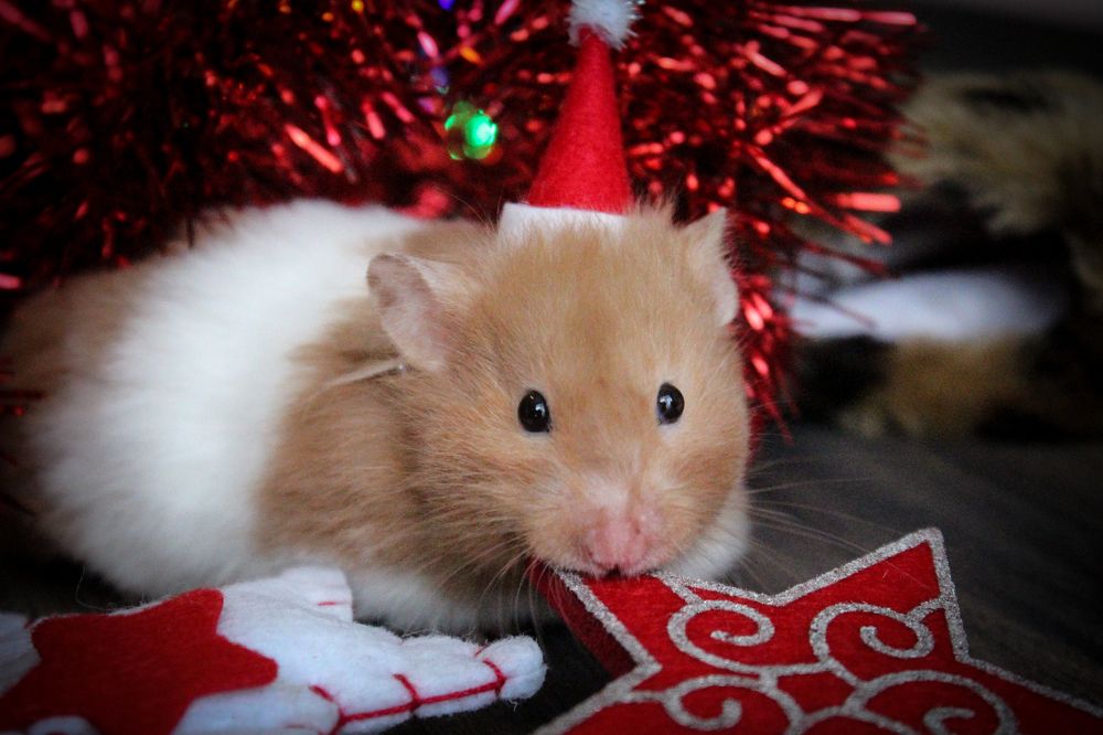 Photograph by Julia Dombrovskaia