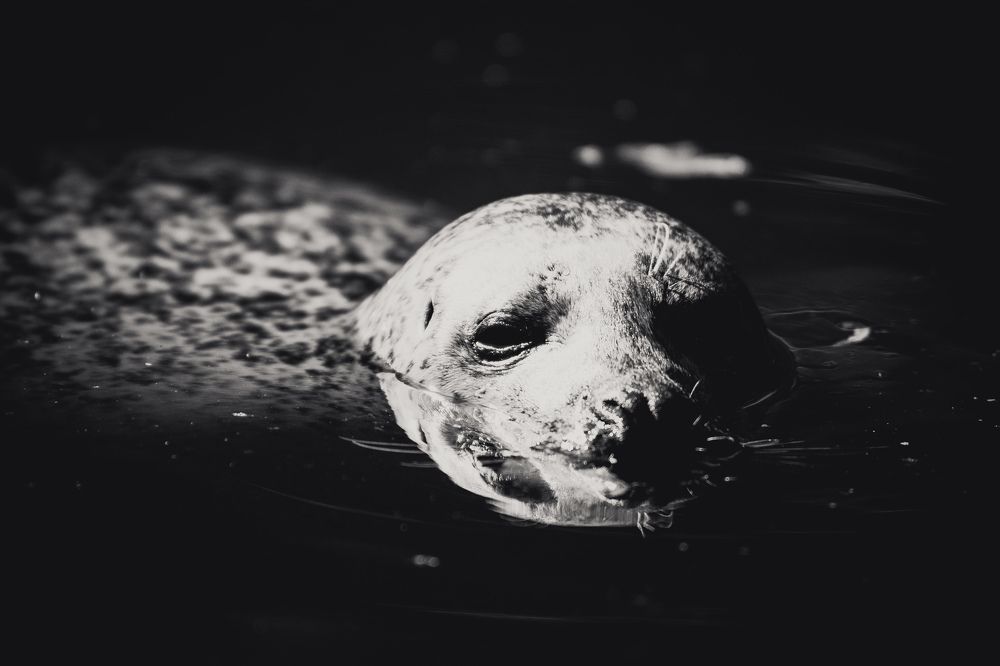 Photograph by Piotr Cichowski