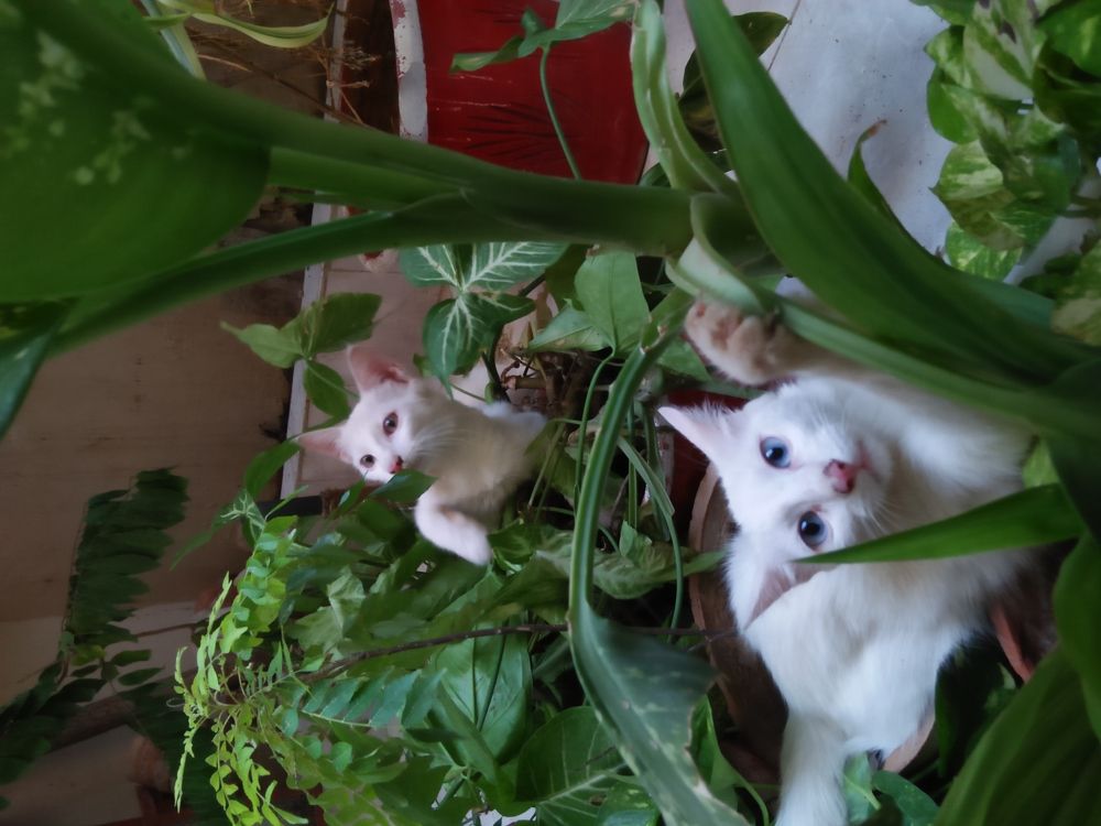 Photograph by SHAHZAD KAZMI