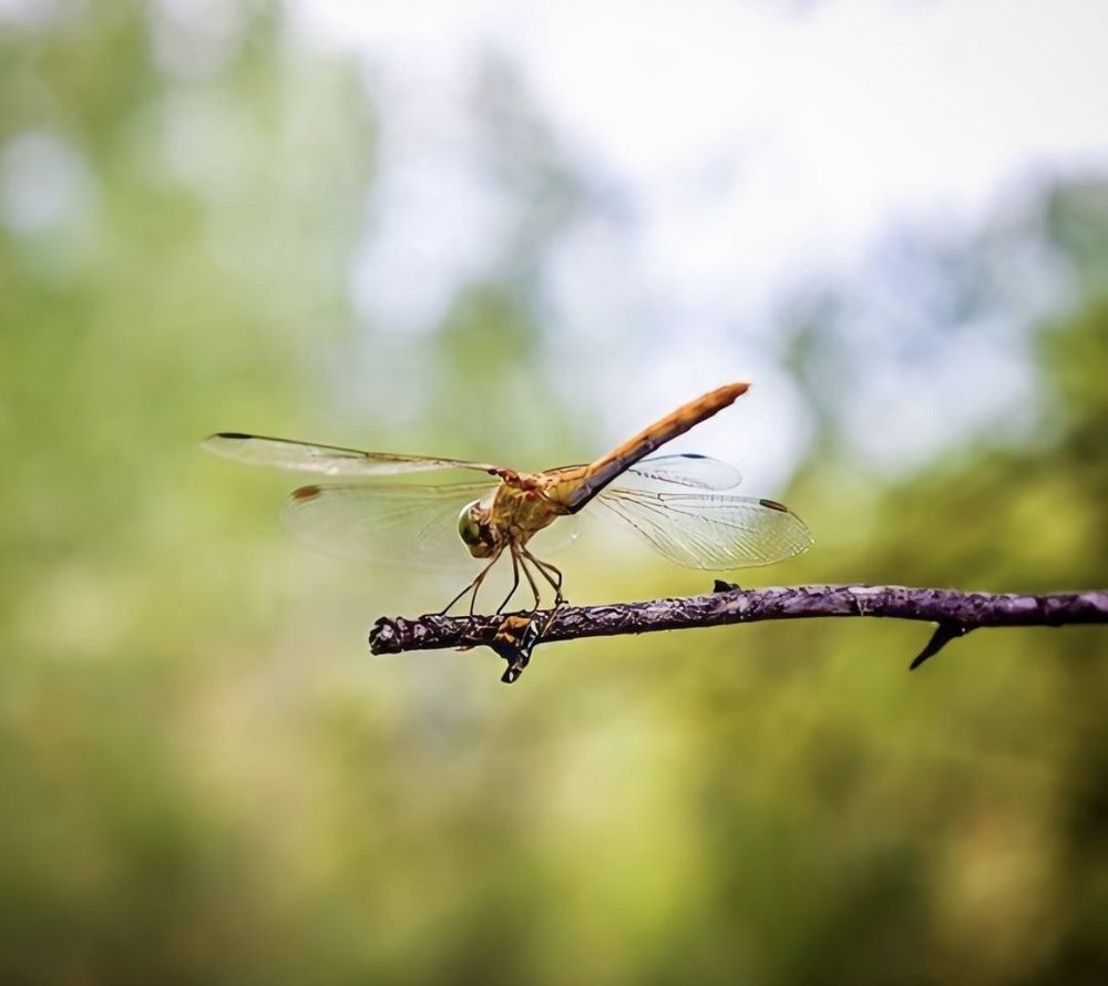 Photograph by Алина Сидоренко