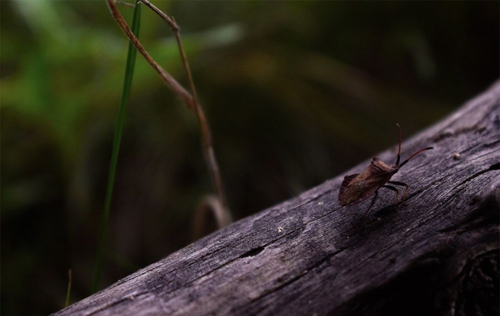 Photograph by Алина Сидоренко