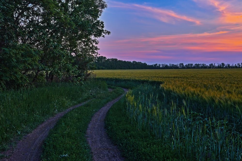 Полевая дорога