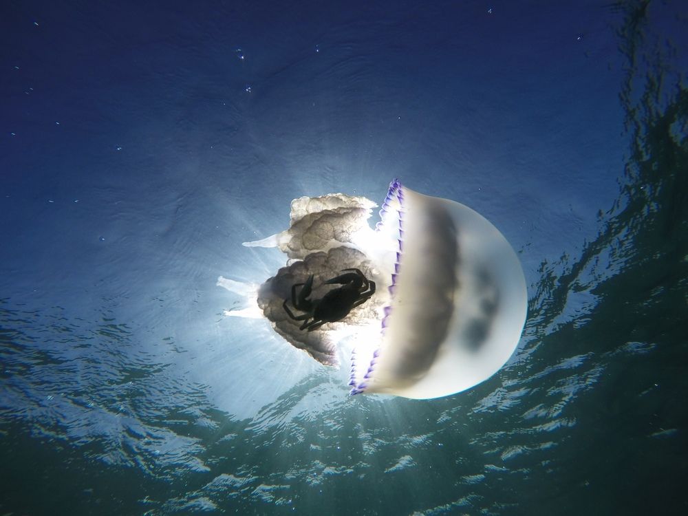 Photograph by ЕВГЕНИЙ СКАЛОЗУБОВ