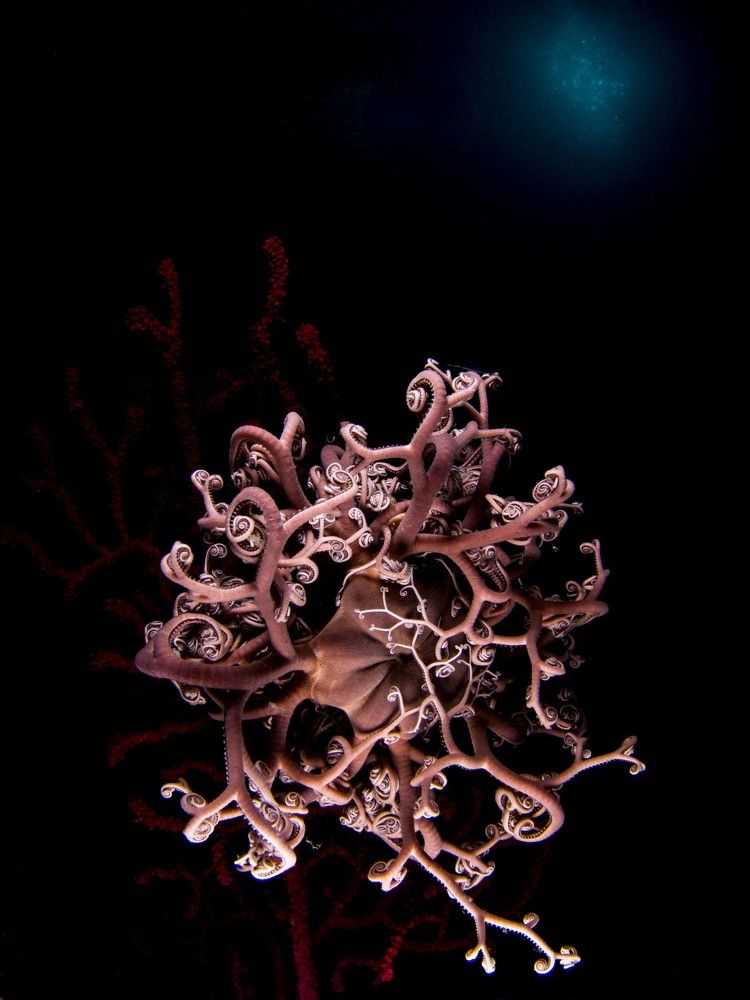 Photograph by Xavi Lopez