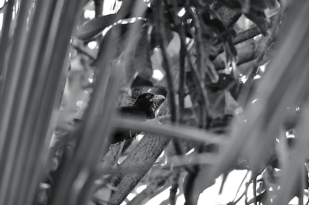 Photograph by Biplab Ganguly
