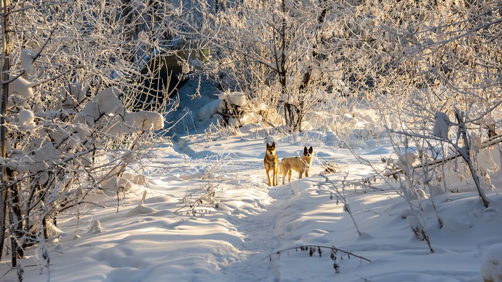 Photograph by Сергей Киселев