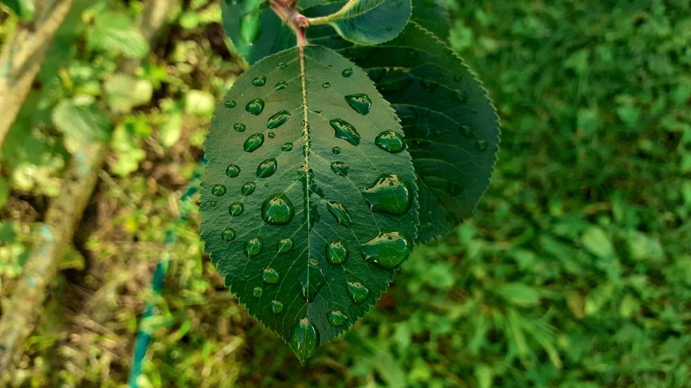 Photograph by Елена Лещева