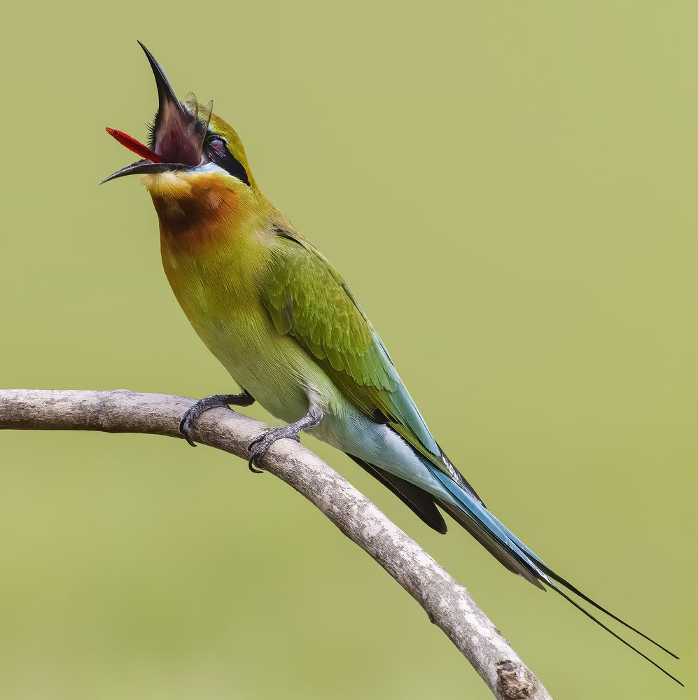 Blue Tailed Bee Eater enjoying its food