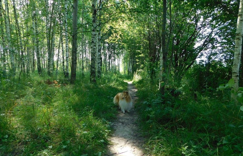 летняя прогулка по рощи