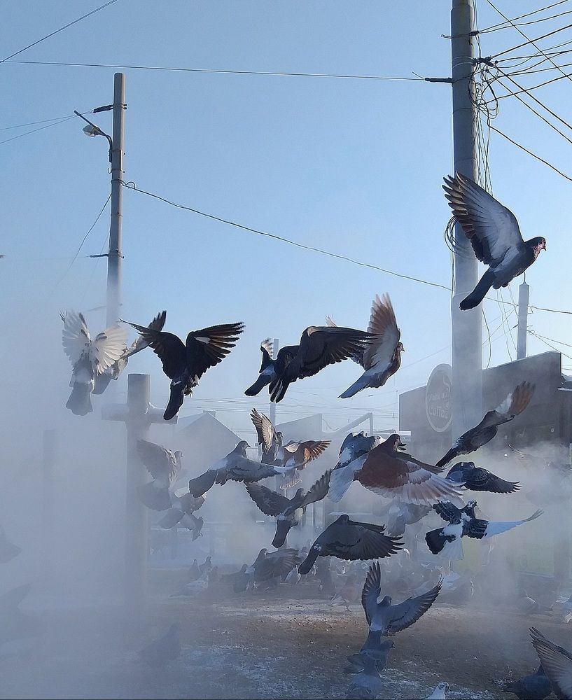 Птичья территория