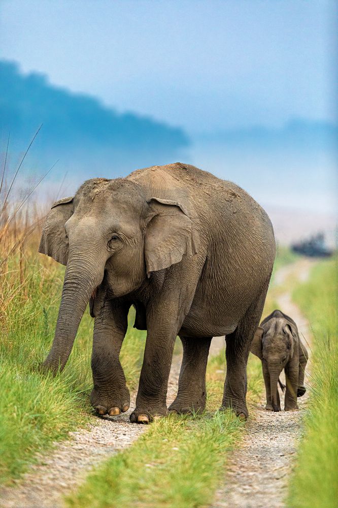 Photograph by Soumitra Ghosh