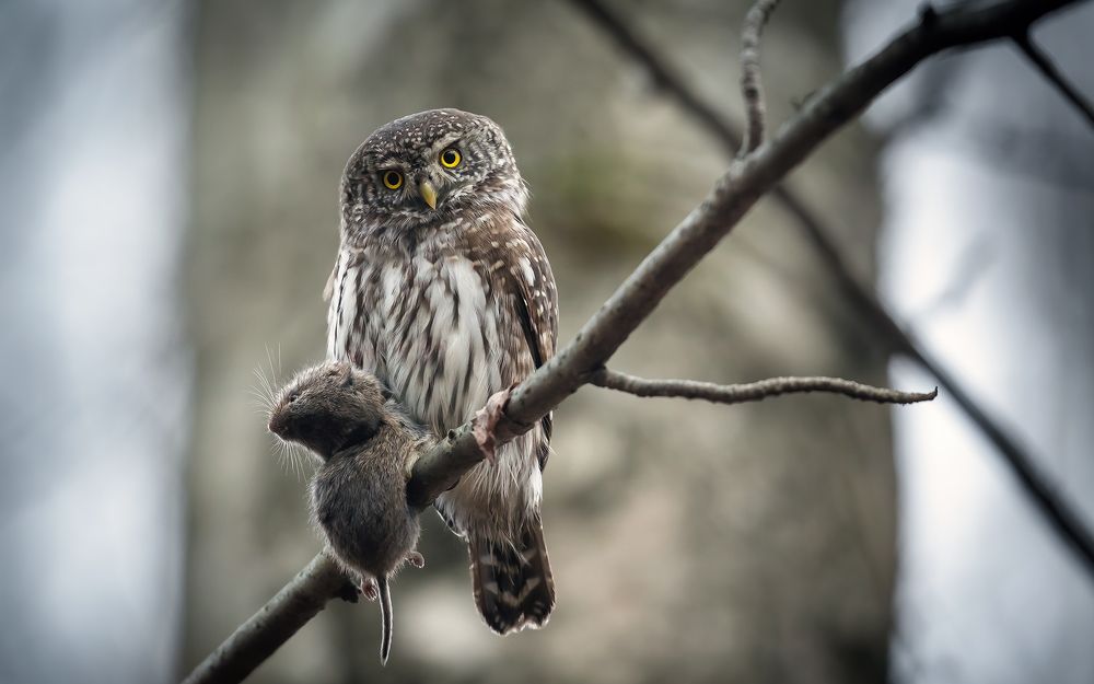 Я хороший охотник?