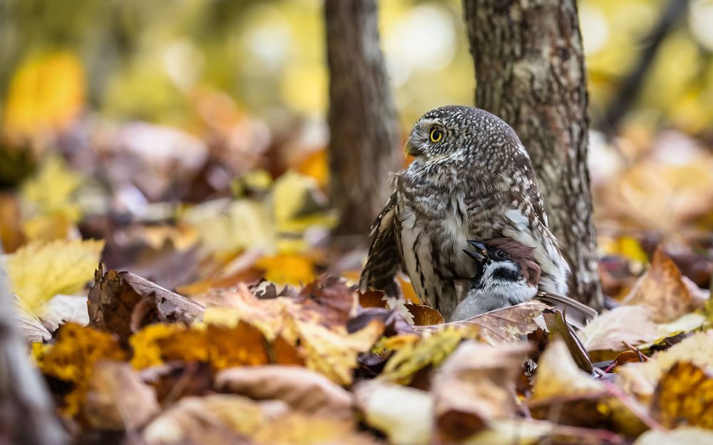 Фотограф, сними нас в профиль.