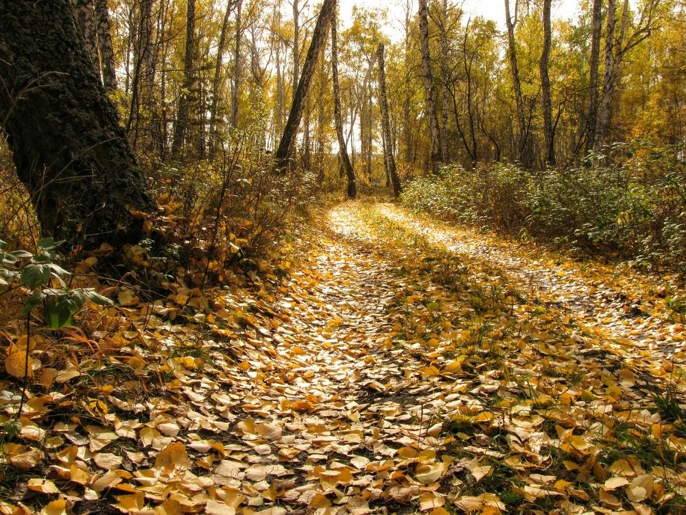 The yellow brick road