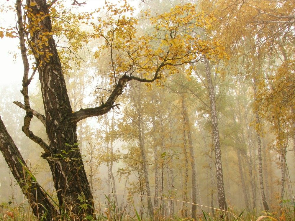 Mystery Mist