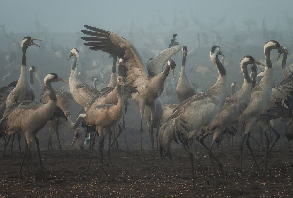 Фотография автора Григорий Крамаренко