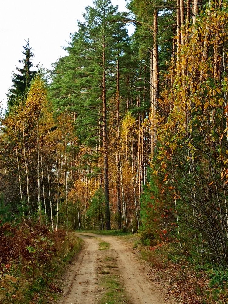 Прогулка по лесу..