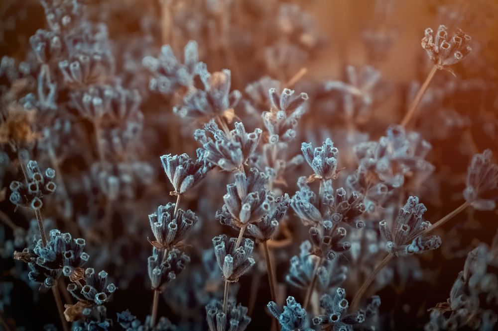 Photograph by Николай Смолянкин