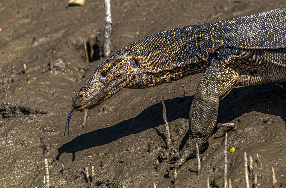 Photograph by Dipanjan Nath