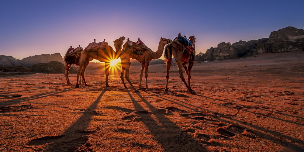 The Desert sun and Camels