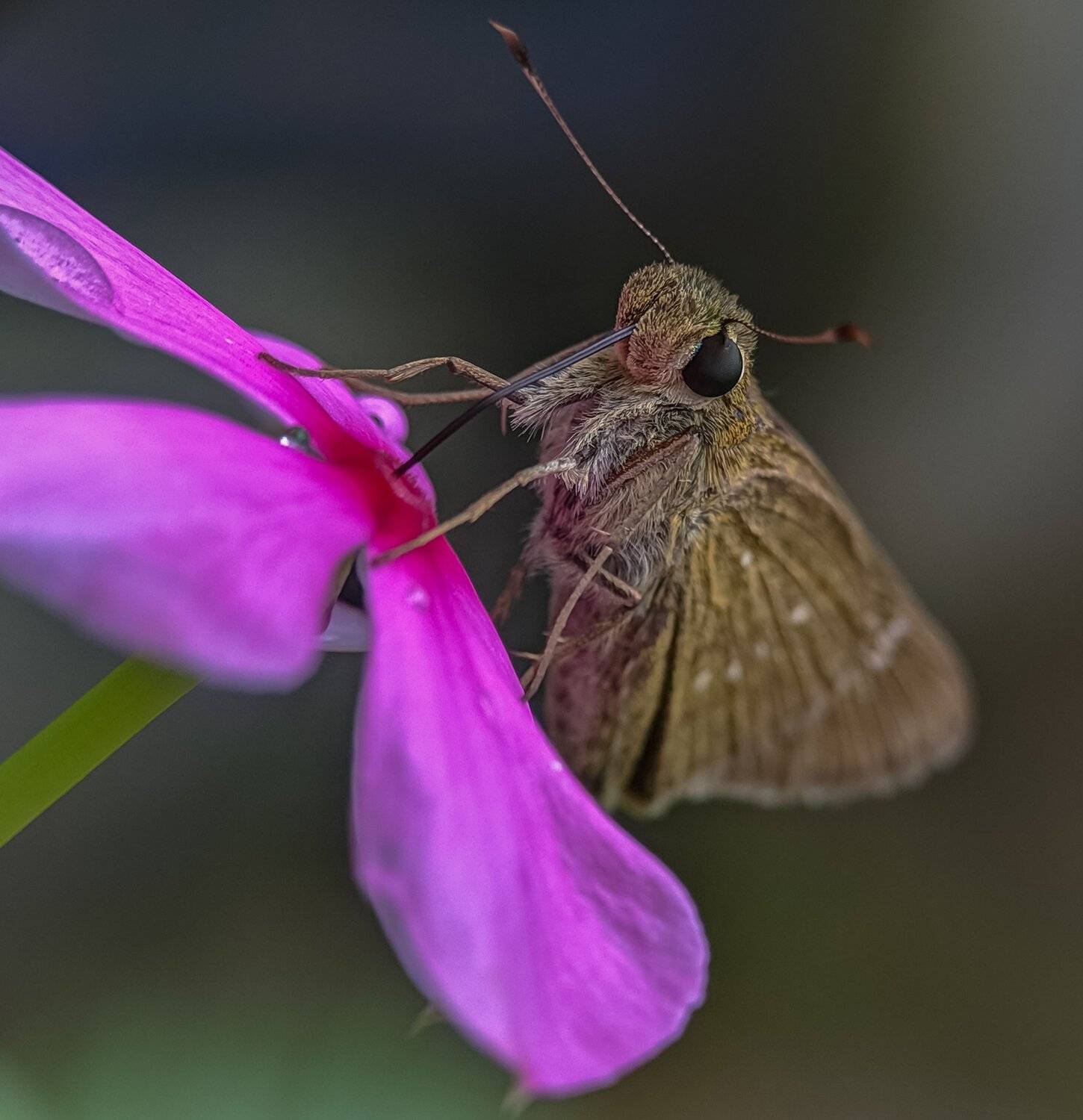 Drinking Nectar