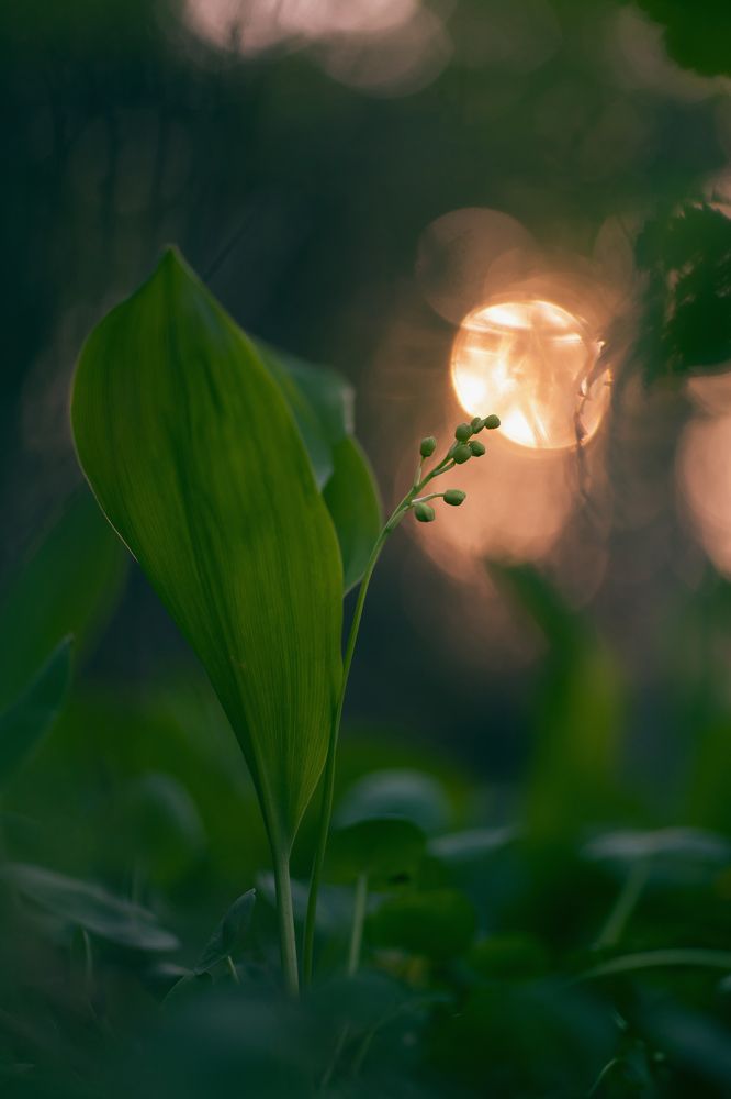 "Поцелуй солнца..."