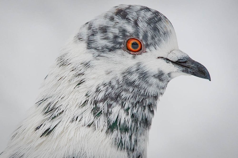 Photograph by Вячеслав Ладанов