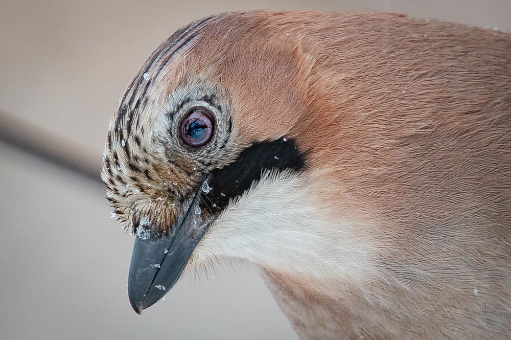 Photograph by Вячеслав Ладанов