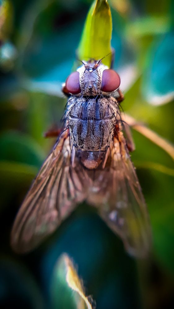 Fly resting