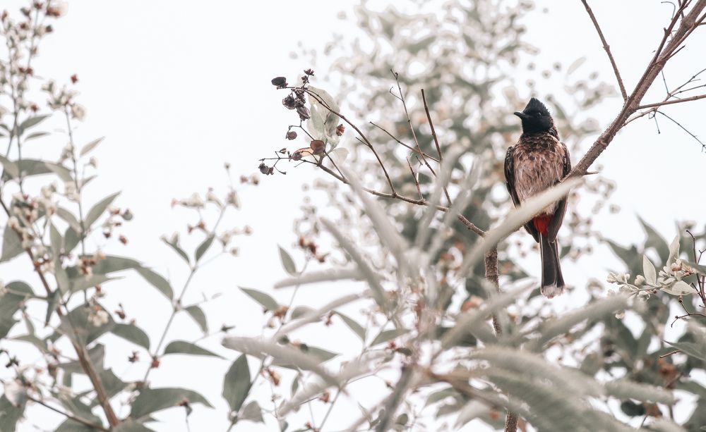 Photograph by Sathish K