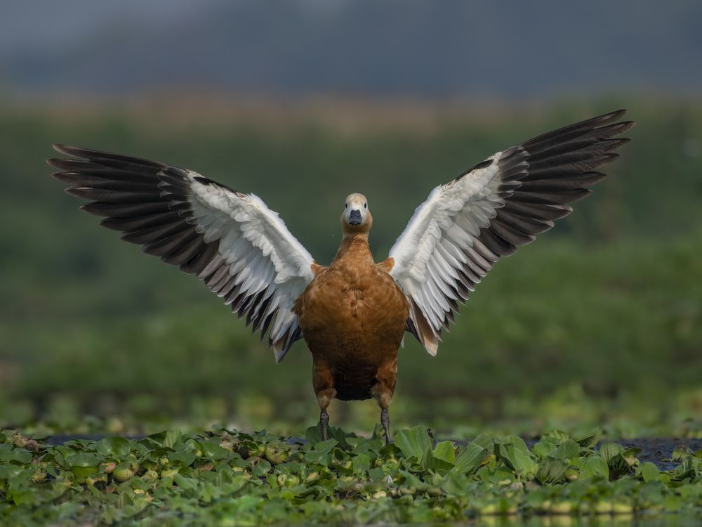 Photograph by Anindita Datta Muhuri