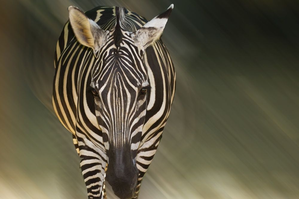 Фотография автора Yako Laverde