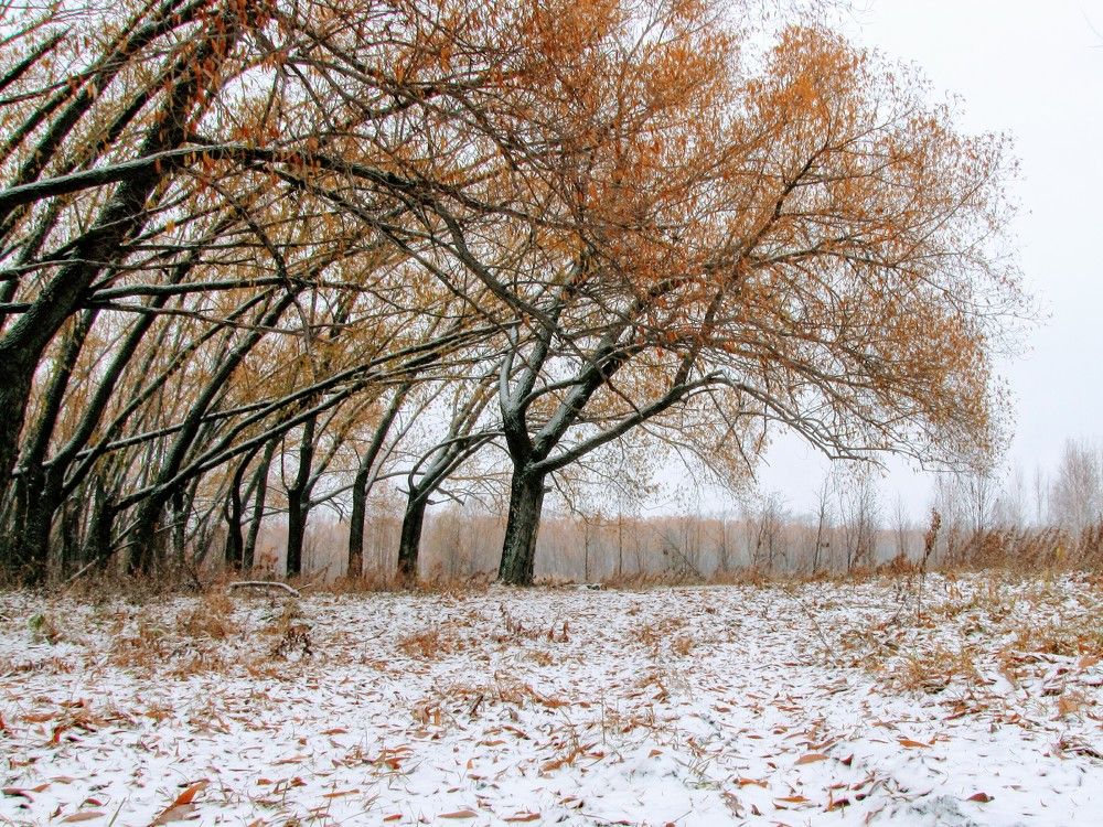 Giants in the Snow