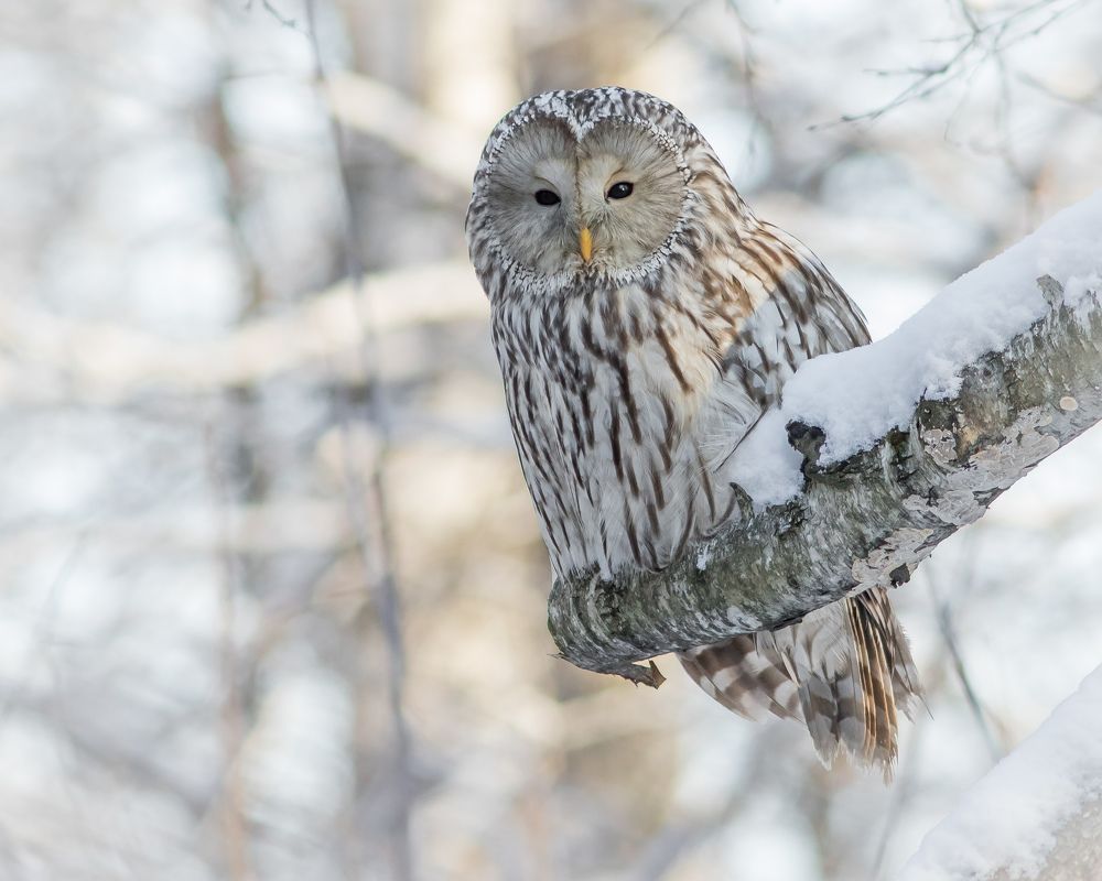 Длиннохвостая неясыть