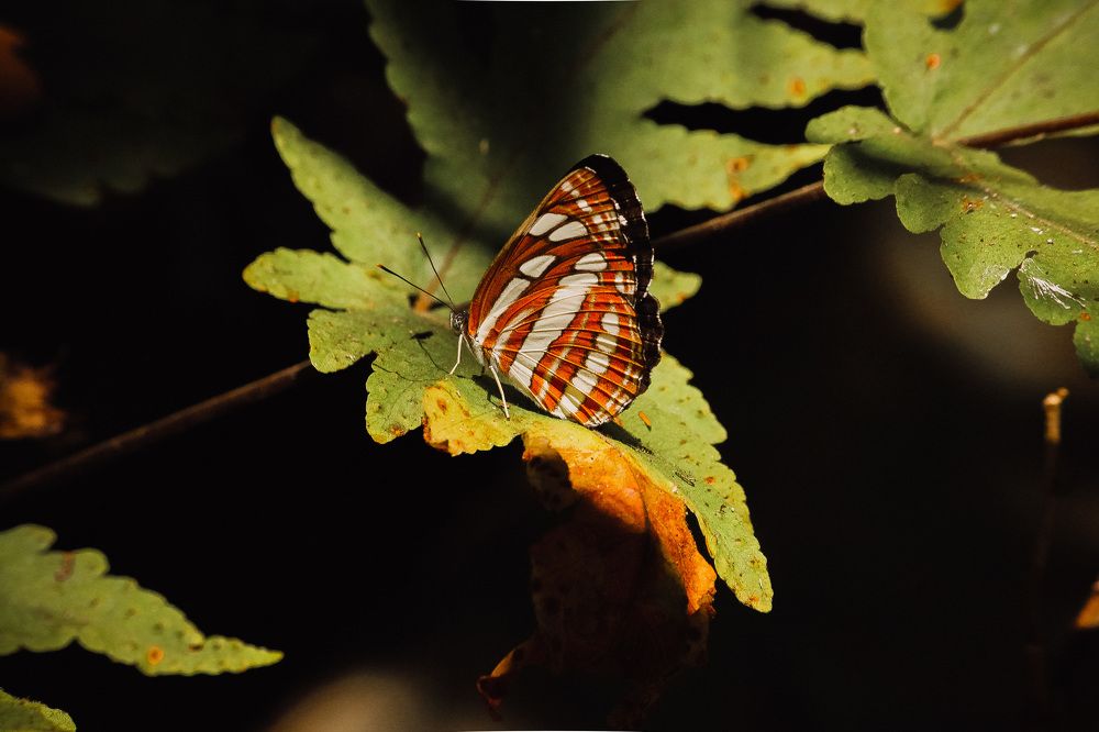milkweed butterfly