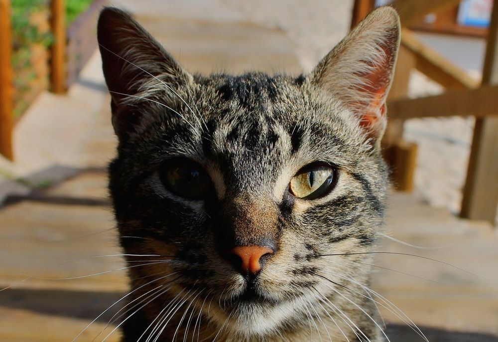 Photograph by Francisco Ferreira