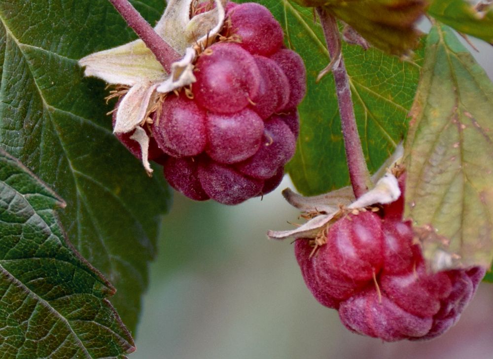 Photograph by Татьяна Дорожко